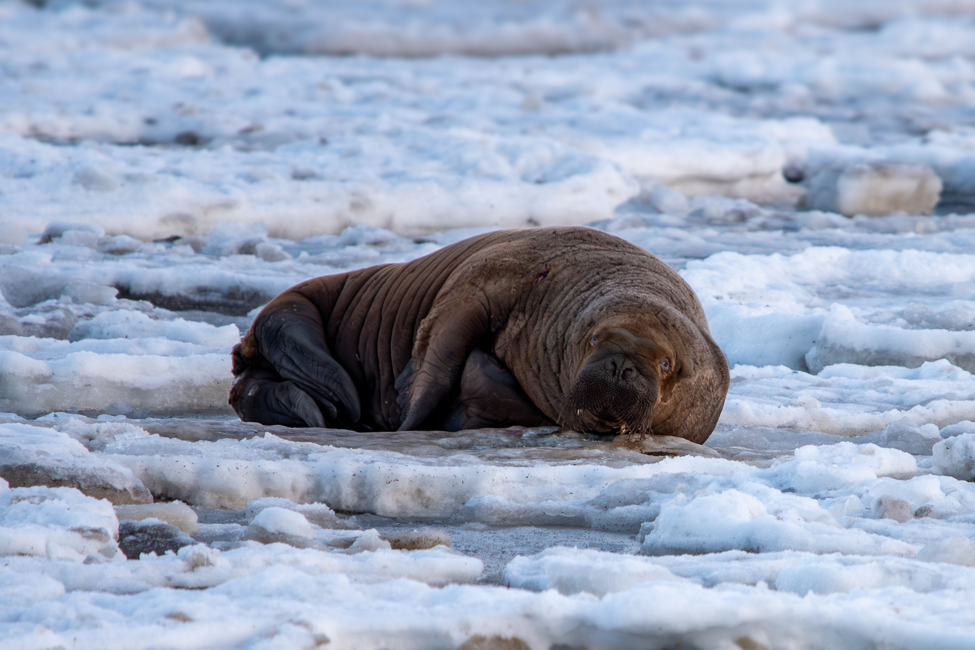 Feature image for Kort uke og kort søndag