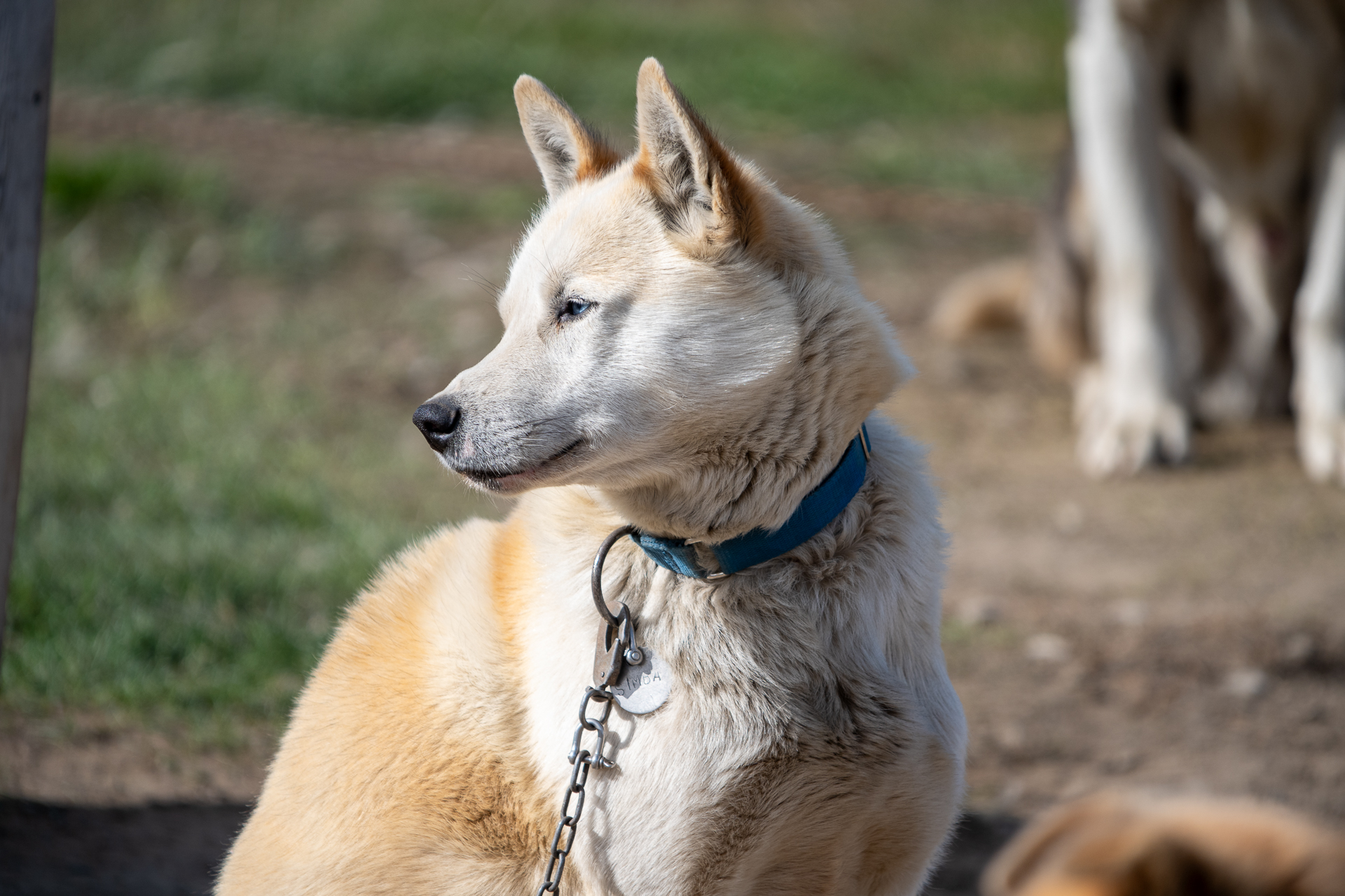 Hundegård på Camp Barentz