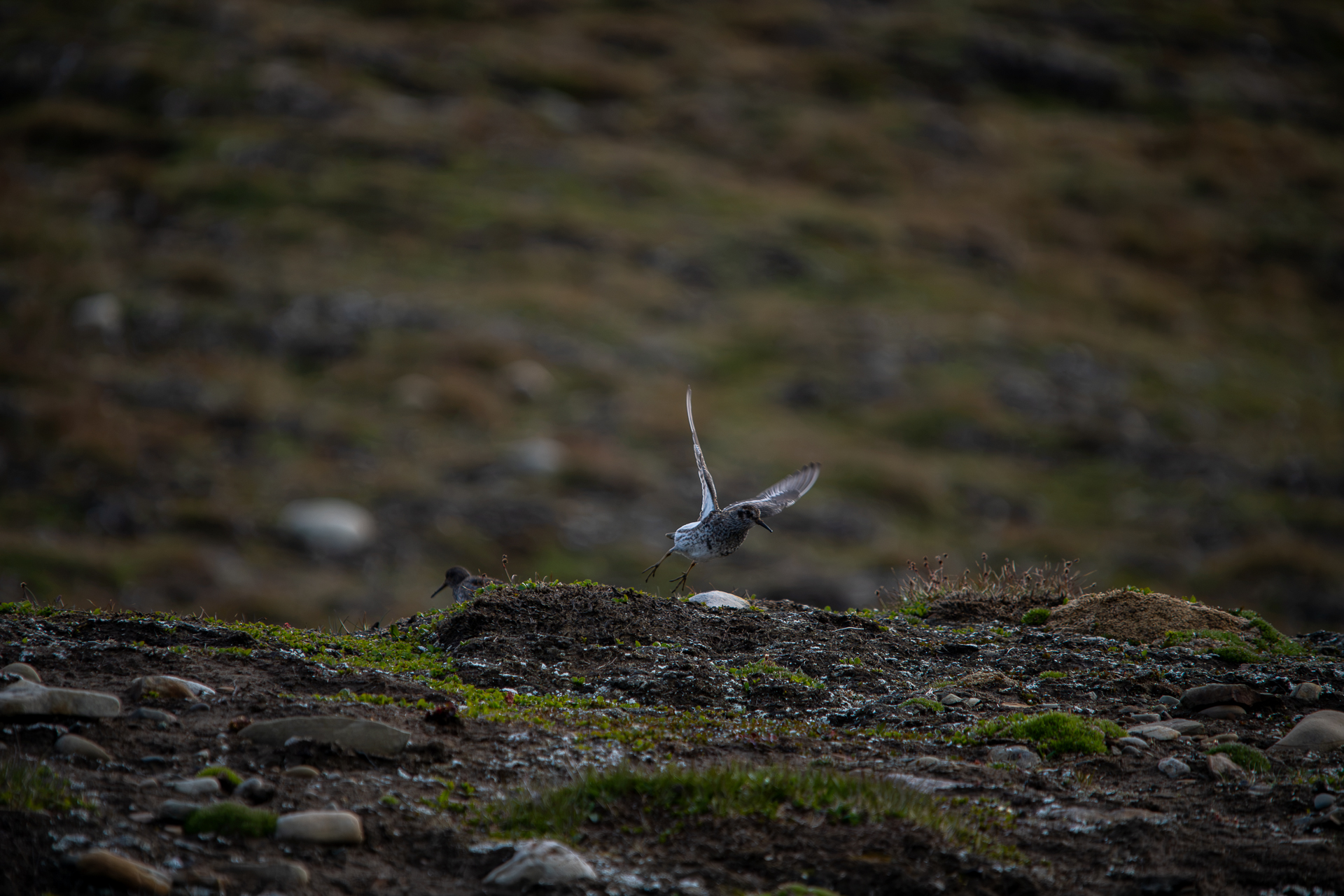 Polarsnipe