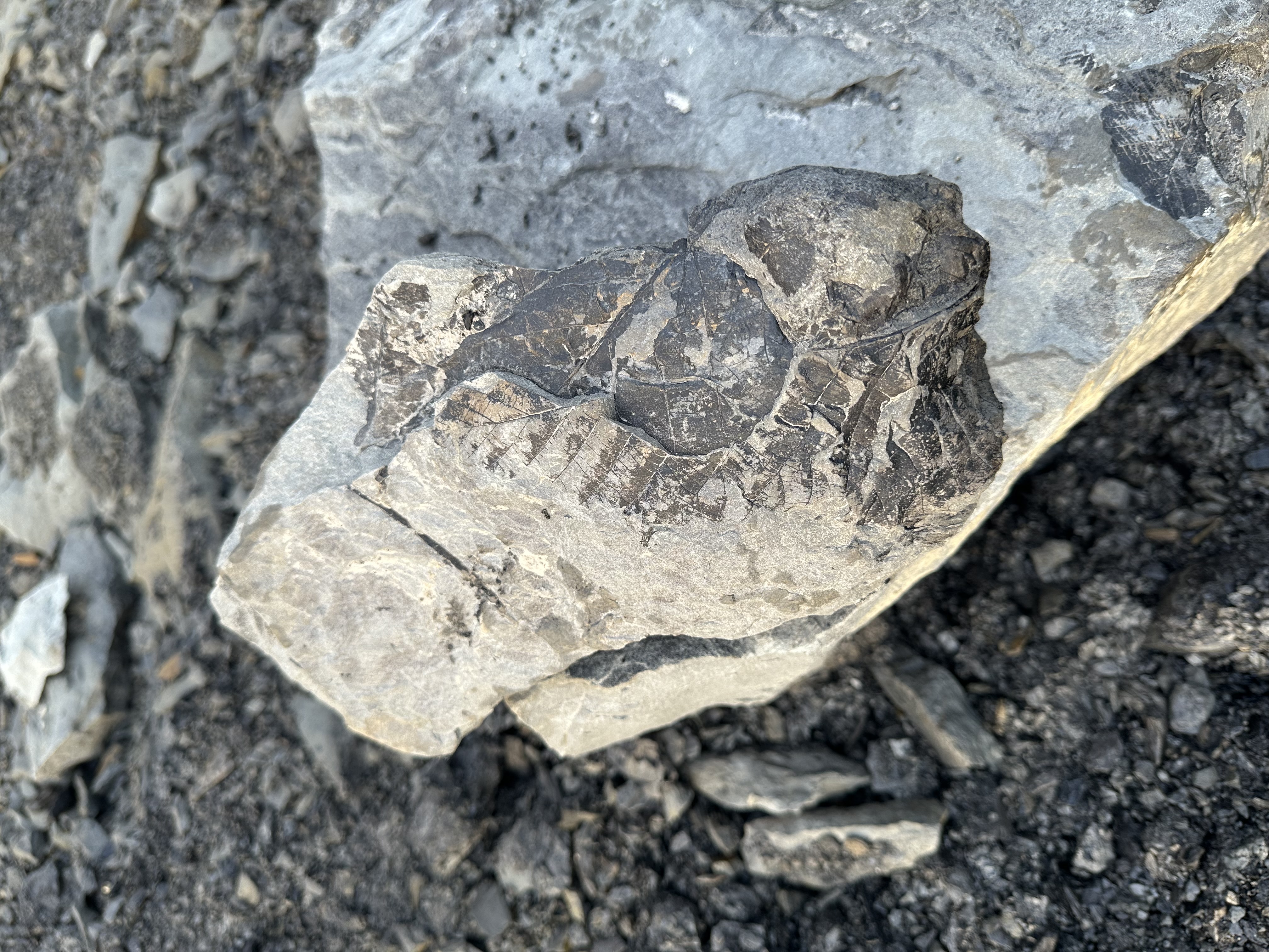 Fossil